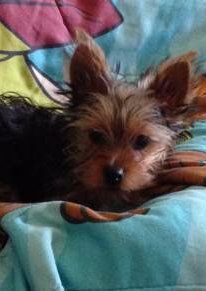 Yorkie dog