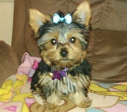 Yorkie dog