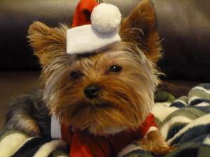3 year old female Yorkie dressed as Santa