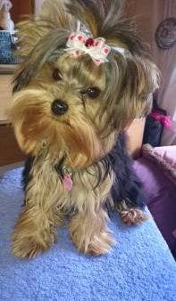 Yorkie with dry nose