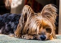 yorkie-feeling-down-odor-question