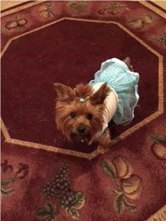 small female Yorkie dog