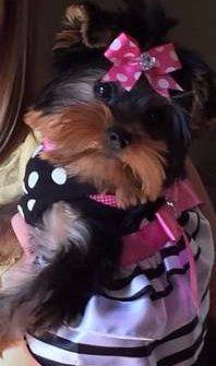 Yorkshire Terrier full size