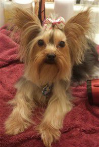 Yorkie from Georgia