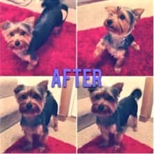 Yorkie hair cut - after pic