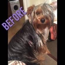 Yorkie hair cut - before pic