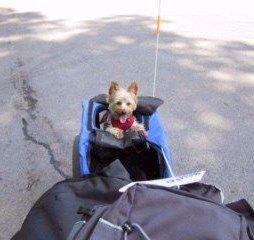 Yorkie having fun outside