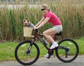 Yorkie in a bike basket