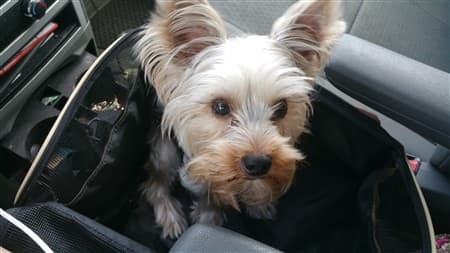 yorkie-in-car-seat