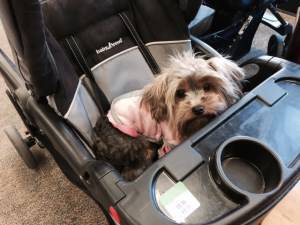 18 month old Yorkie