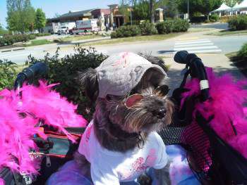 Yorkshire Terrier in convertible