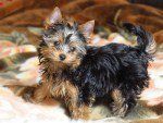 Yorkshire Terrier information