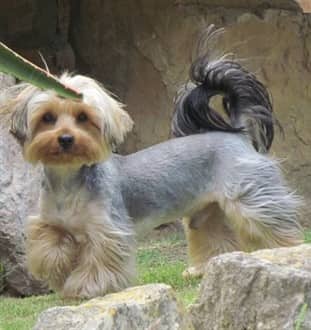 very large Yorkie
