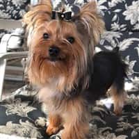 Yorkie with medium length hair style