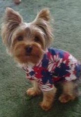 Yorkie moodiness