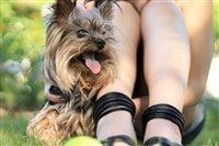 yorkie-on-grass-with-owner-