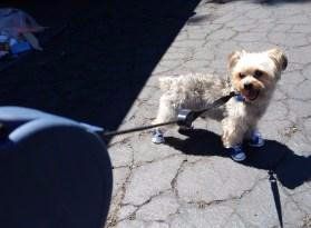 Yorkie on leash