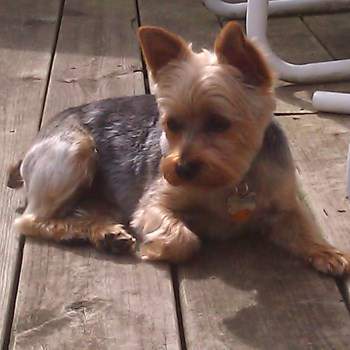 Yorkie on porch