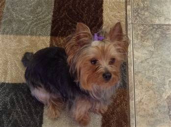 yorkie on rug