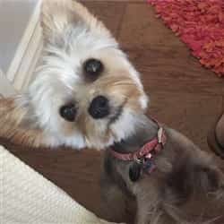 Yorkie with short facial hair