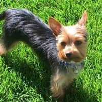 Yorkie with a short hair cut