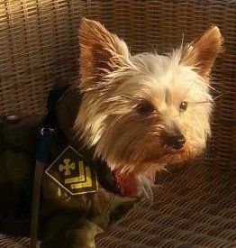 male Yorkshire Terrier dog