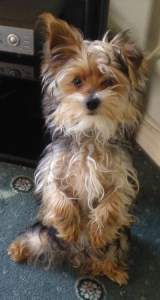 6 month old Yorkie puppy