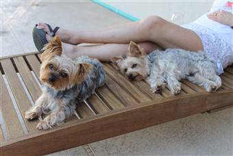Yorkies in Florida summer