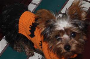 Yorkie in orange sweater