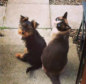 1 year old Yorkie puppy with cat