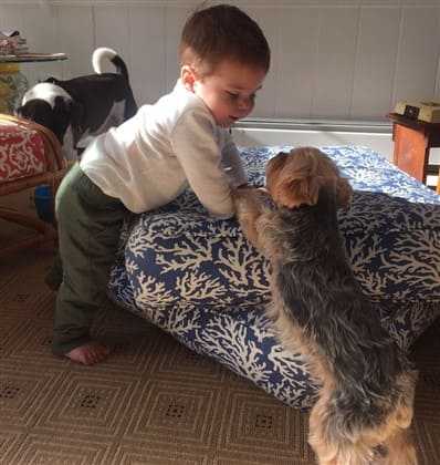 yorkie-with-child