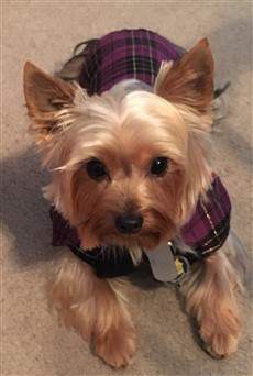 yorkie with vest on