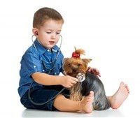 Yorkie information