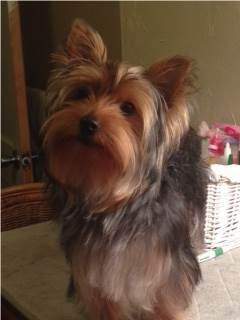 Yorkie won't listen to owner