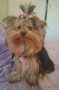 Yorkshire Terrier very cute