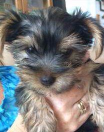 9 month old Yorkshire Terrier puppy