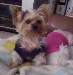 Yorkshire Terrier acting alert