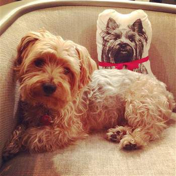 Yorkshire Terrier All Tan No Black