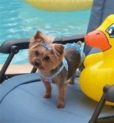 Yorkshire Terrier bathing suit