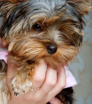 Yorkshire Terrier being held