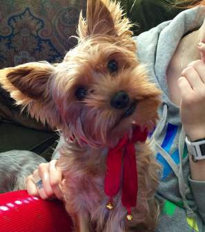 Yorkshire Terrier cool wet nose