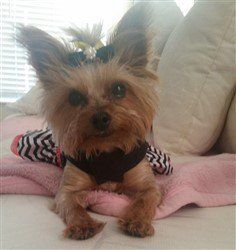 Yorkshire Terrier dress