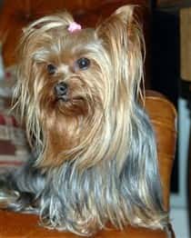 Yorkshire Terrier floor length coat