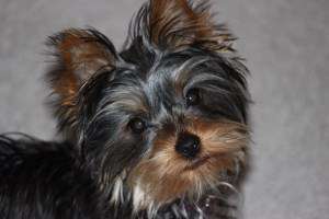 2 year old Yorkie head photo