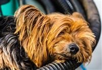 yorkshire-terrier-not-feeling-well