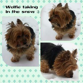 Yorkshire Terrier up on bed