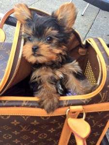 9 week old Yorkie puppy