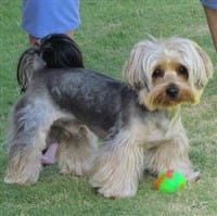 Yorkshire Terrier Short Flared Cut