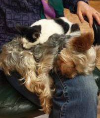 rescued Yorkie