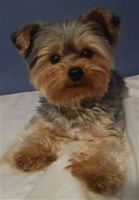 Yorkshire Terrier Teddy Bear hair cut